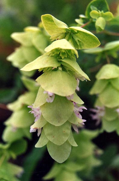 Origanum acutidens photo